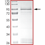 EGFR (d746-750 T790M L792H), Active